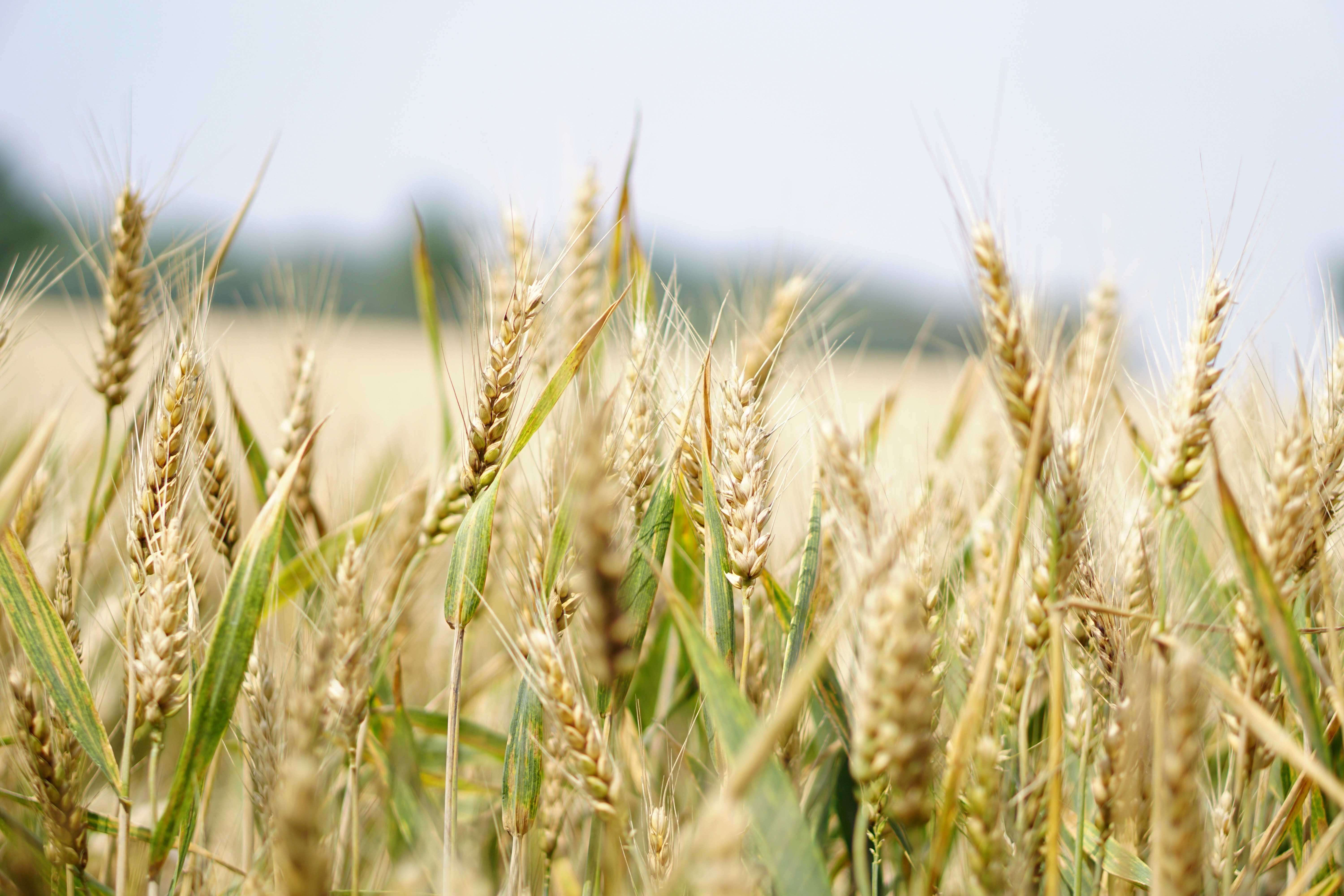 The Healthy Grain that is Making us Sick